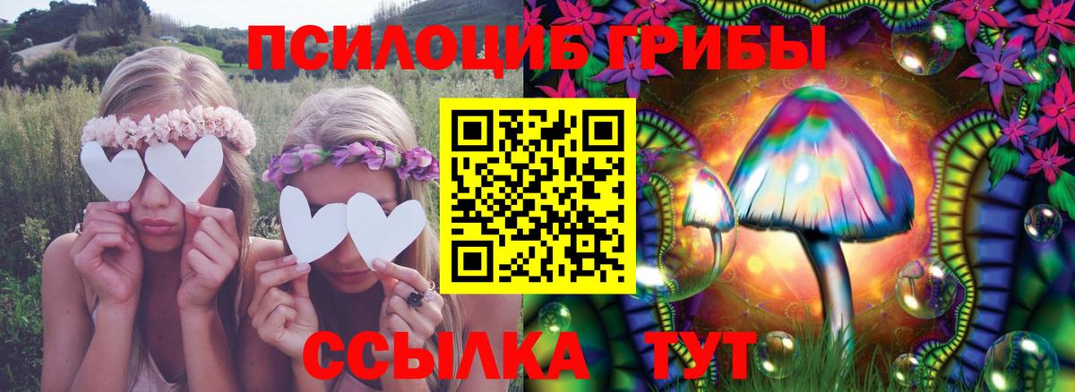 Галлюциногенные грибы Psilocybine cubensis Димитровград